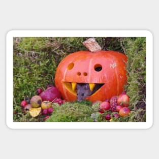 halloween pumpkin Autumn wild mouse Sticker